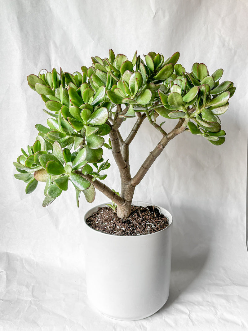 Large Jade Plant in White Pot