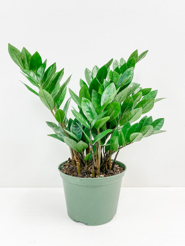 ZZ Plant