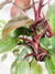 Plants - Floor Plants