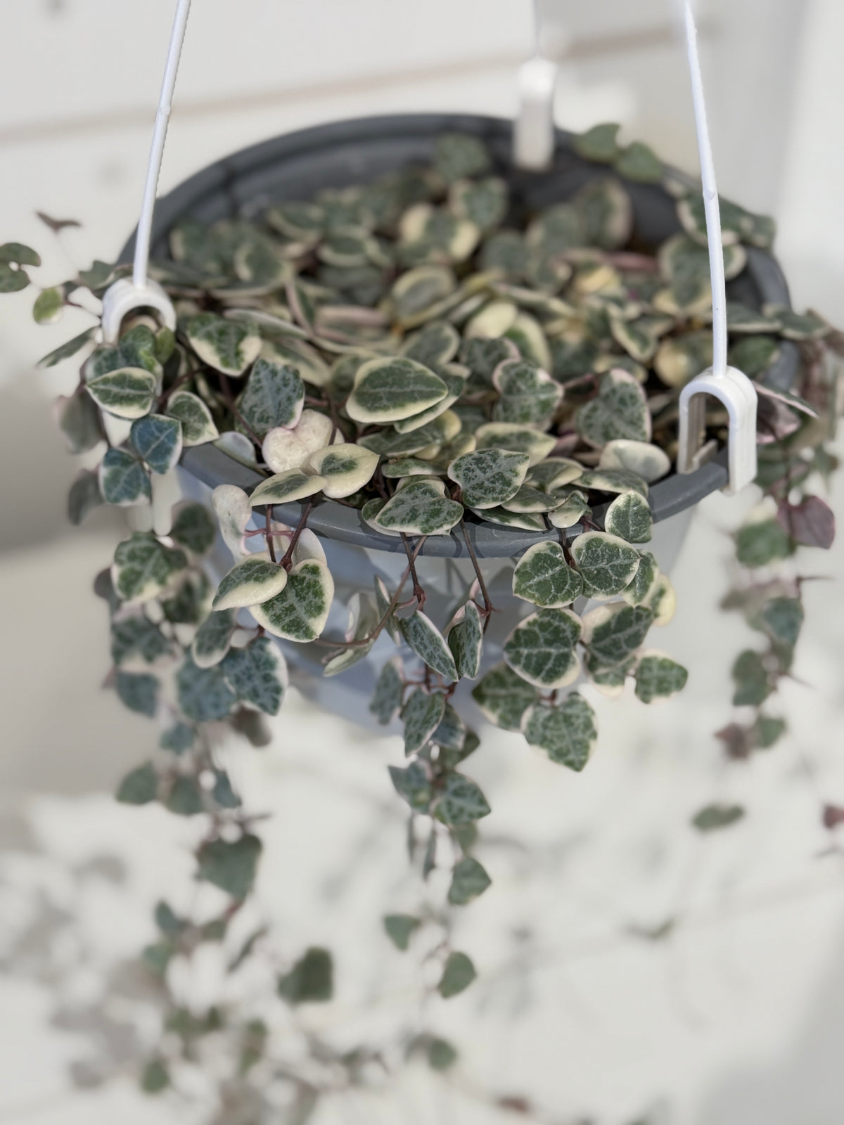 String of Hearts Variegated - 6&quot; Hanging Basket