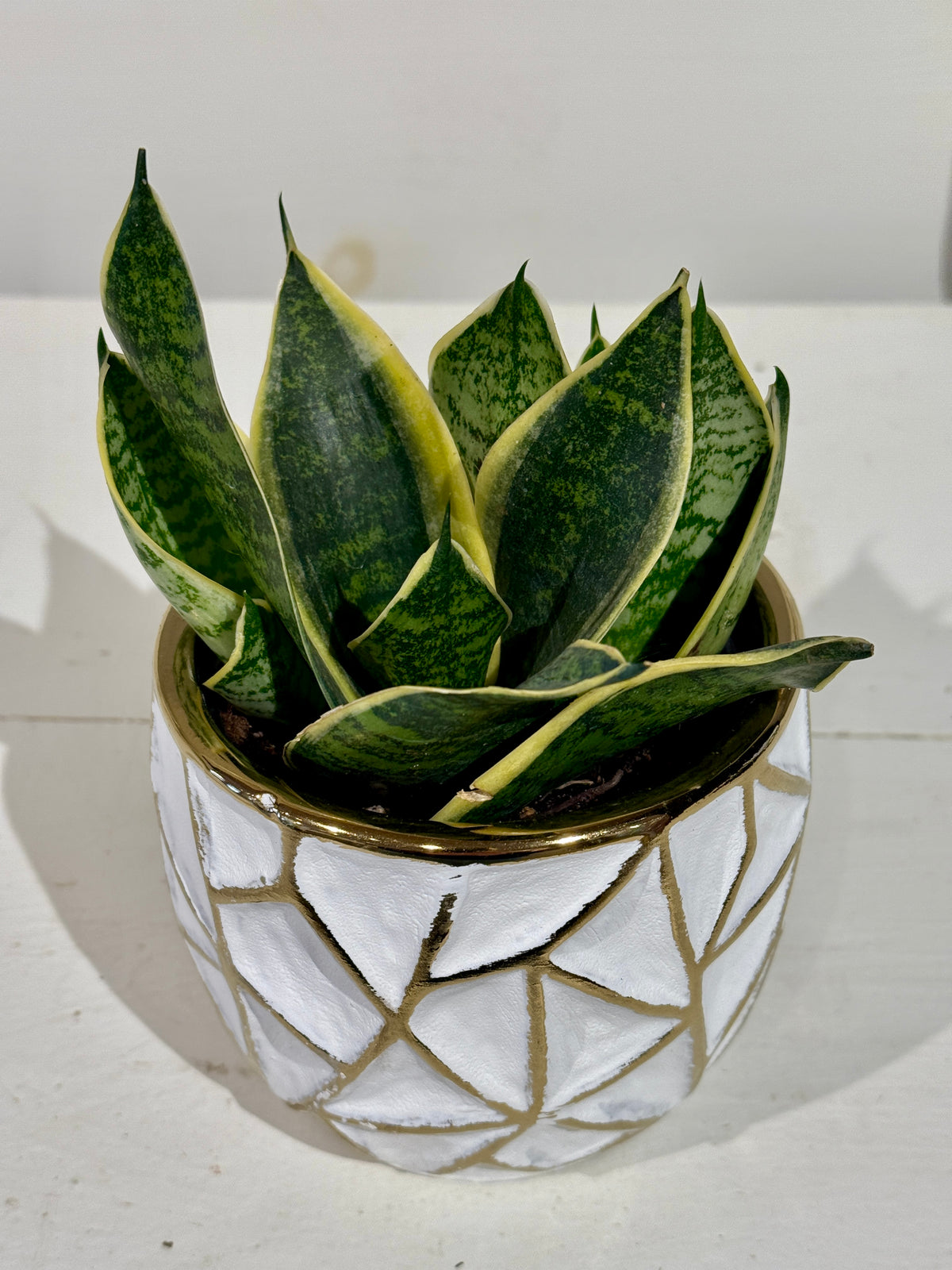 Snake Plant 4&quot; in Gold and White Pot