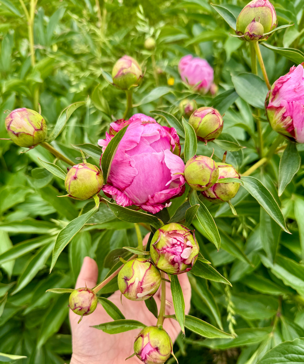 Local Peony Subscription