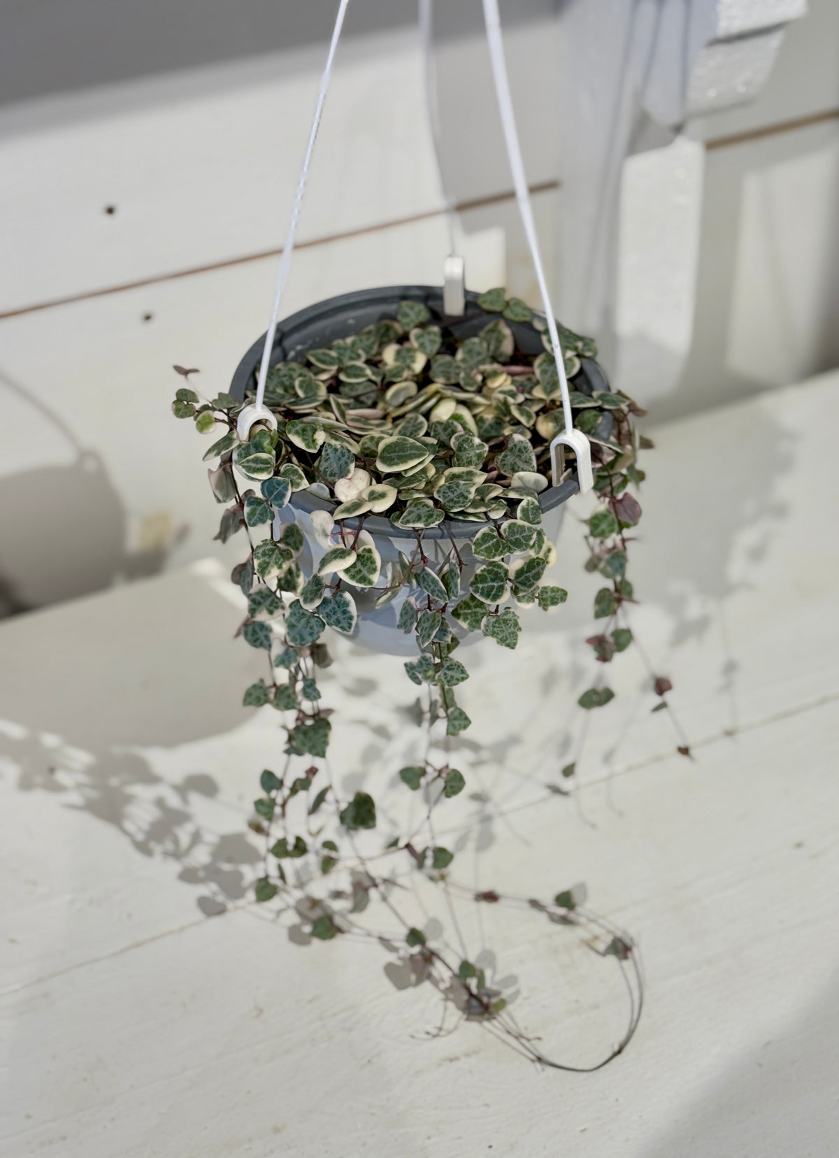 String of Hearts Variegated - 6&quot; Hanging Basket