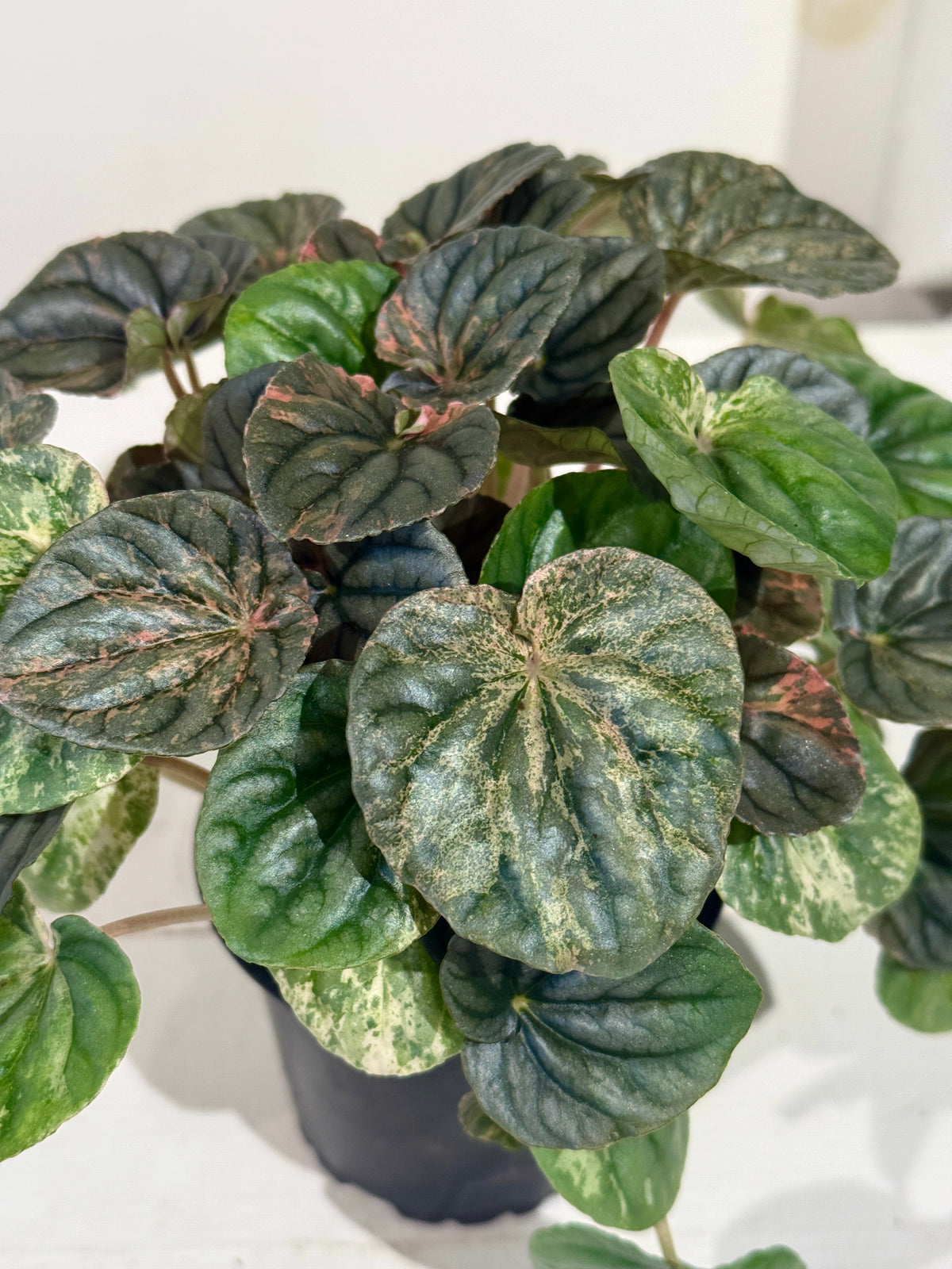 Peperomia Ripple Variegata