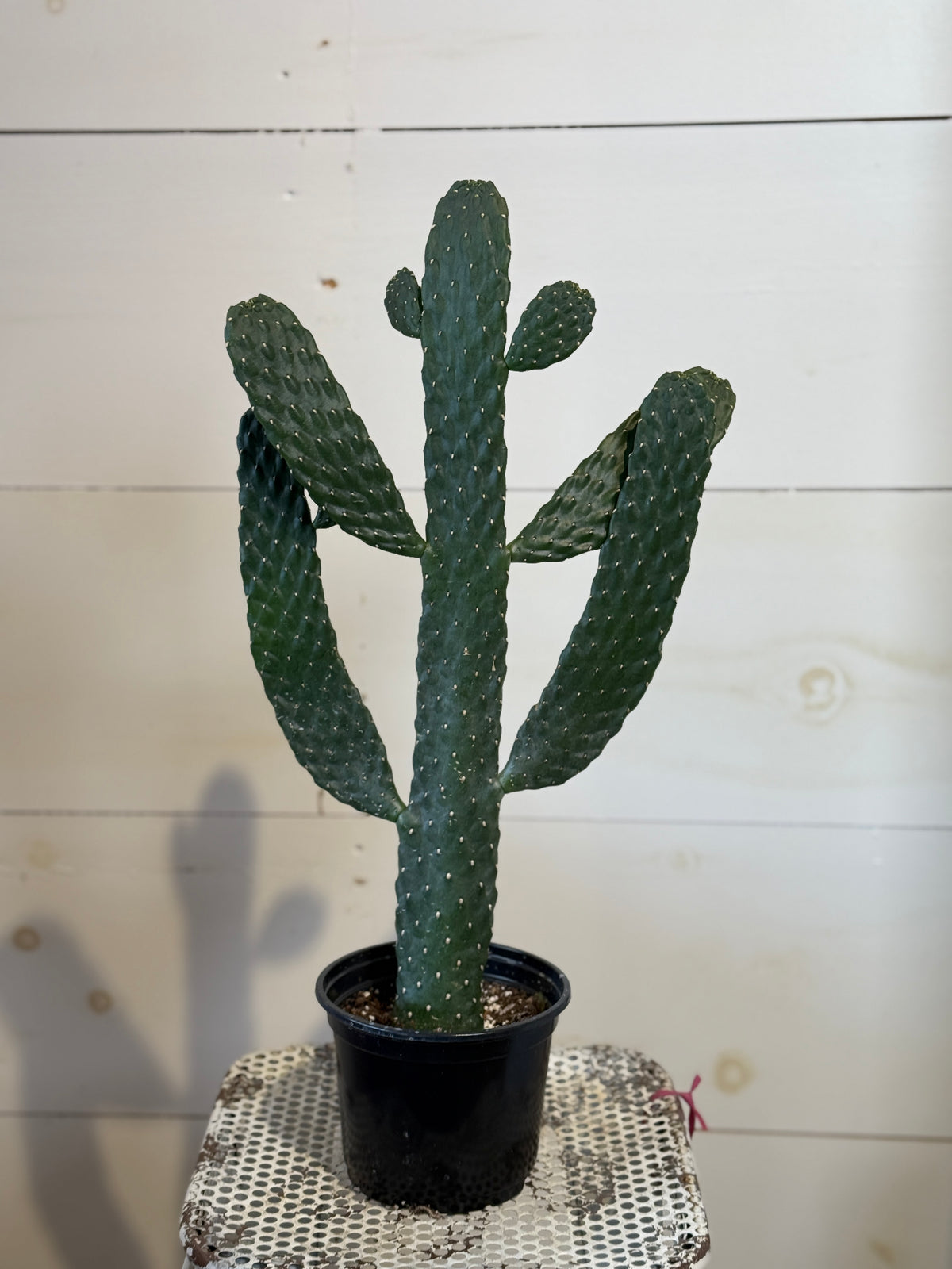 Cartoon Cactus