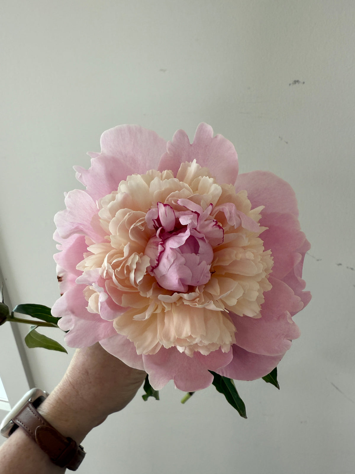 Local Peony Subscription