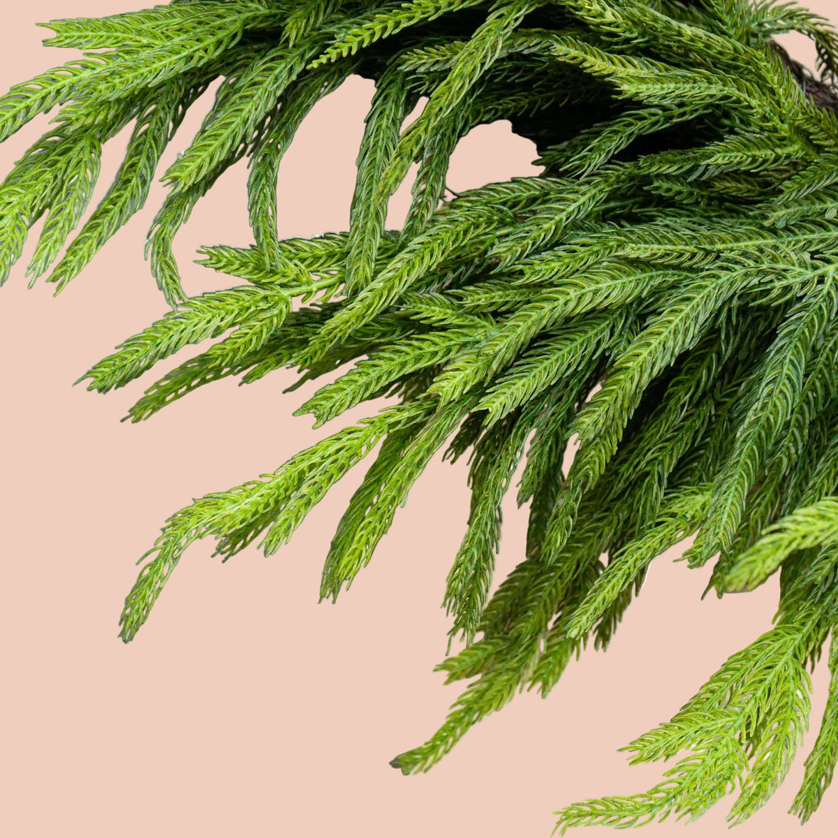 Norfolk Pine Wreath - 30"