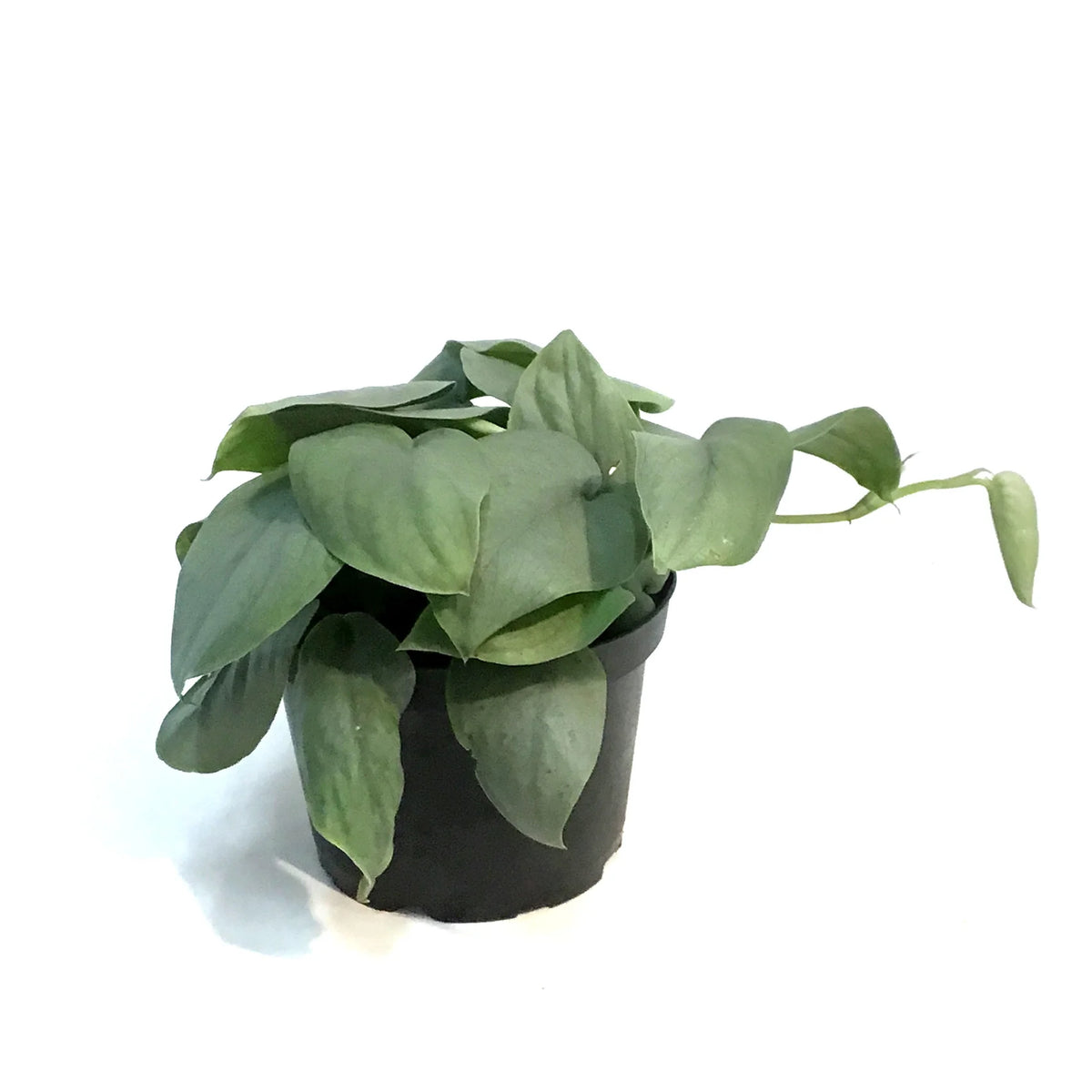 Scindapsis "Java Platinum'
