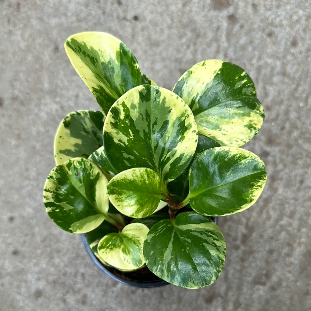 Peperomia Obtusifolia