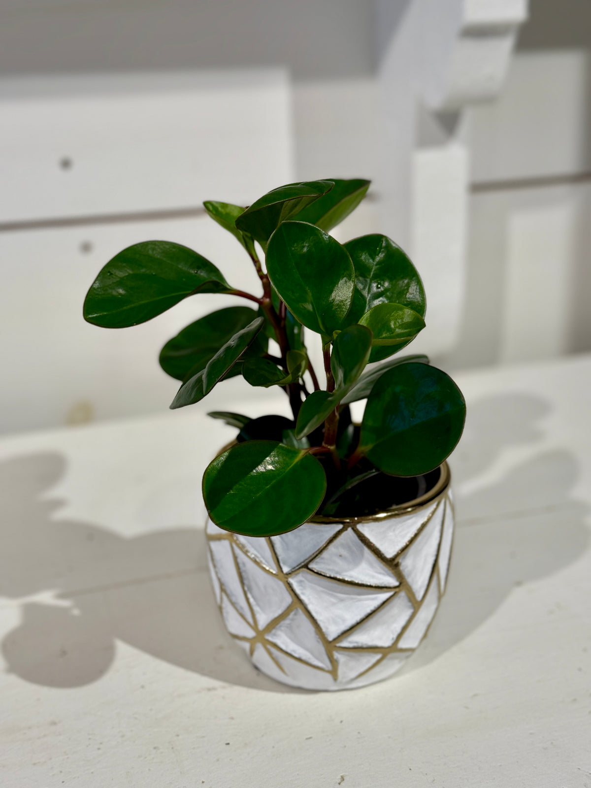 Assorted Peperomia 4&quot; in Gold and White Pot