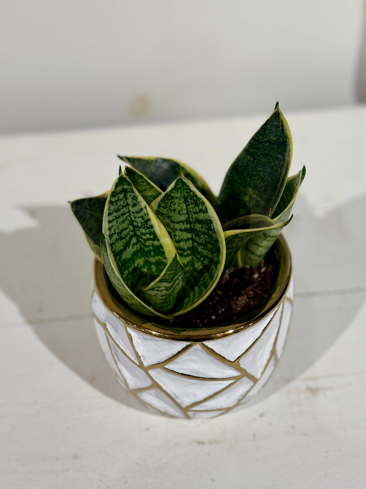 Snake Plant 4&quot; in Gold and White Pot