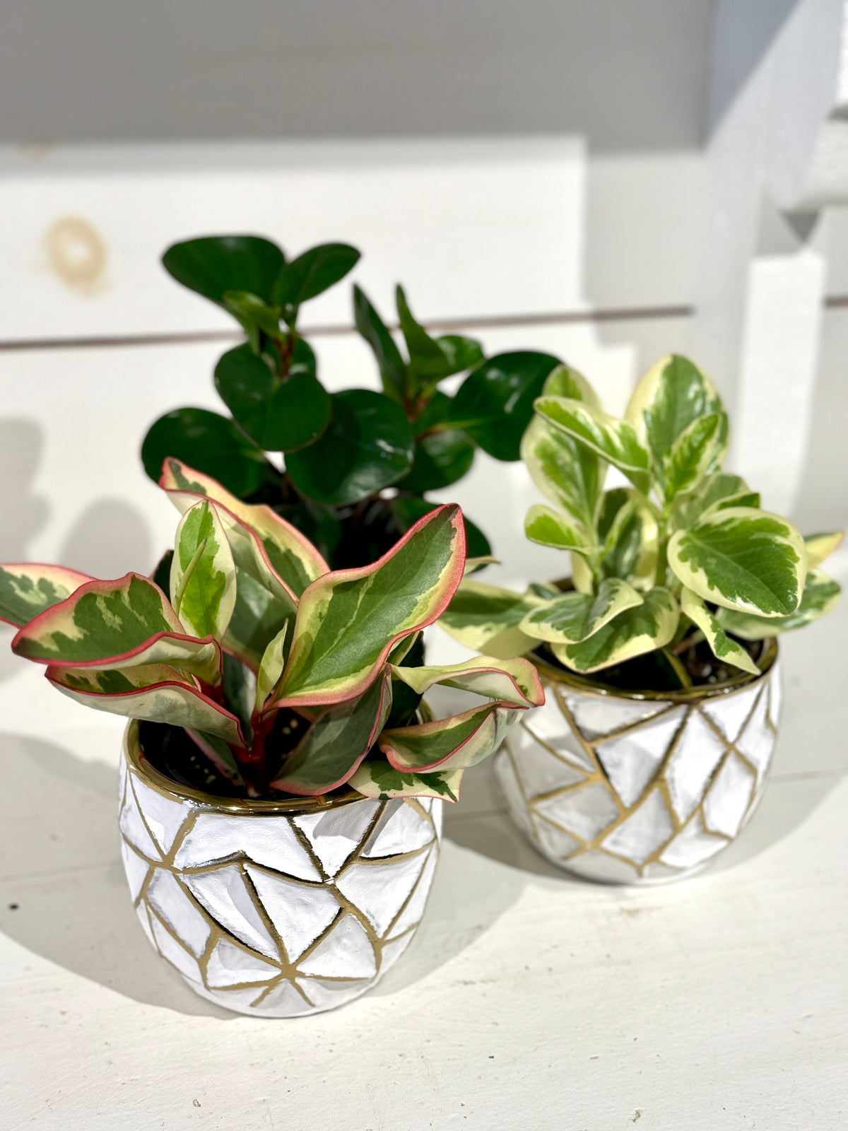 Assorted Peperomia 4&quot; in Gold and White Pot