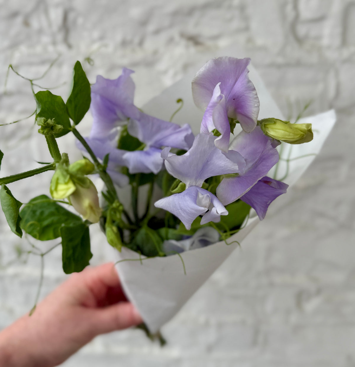 Local Sweetpea Bunch