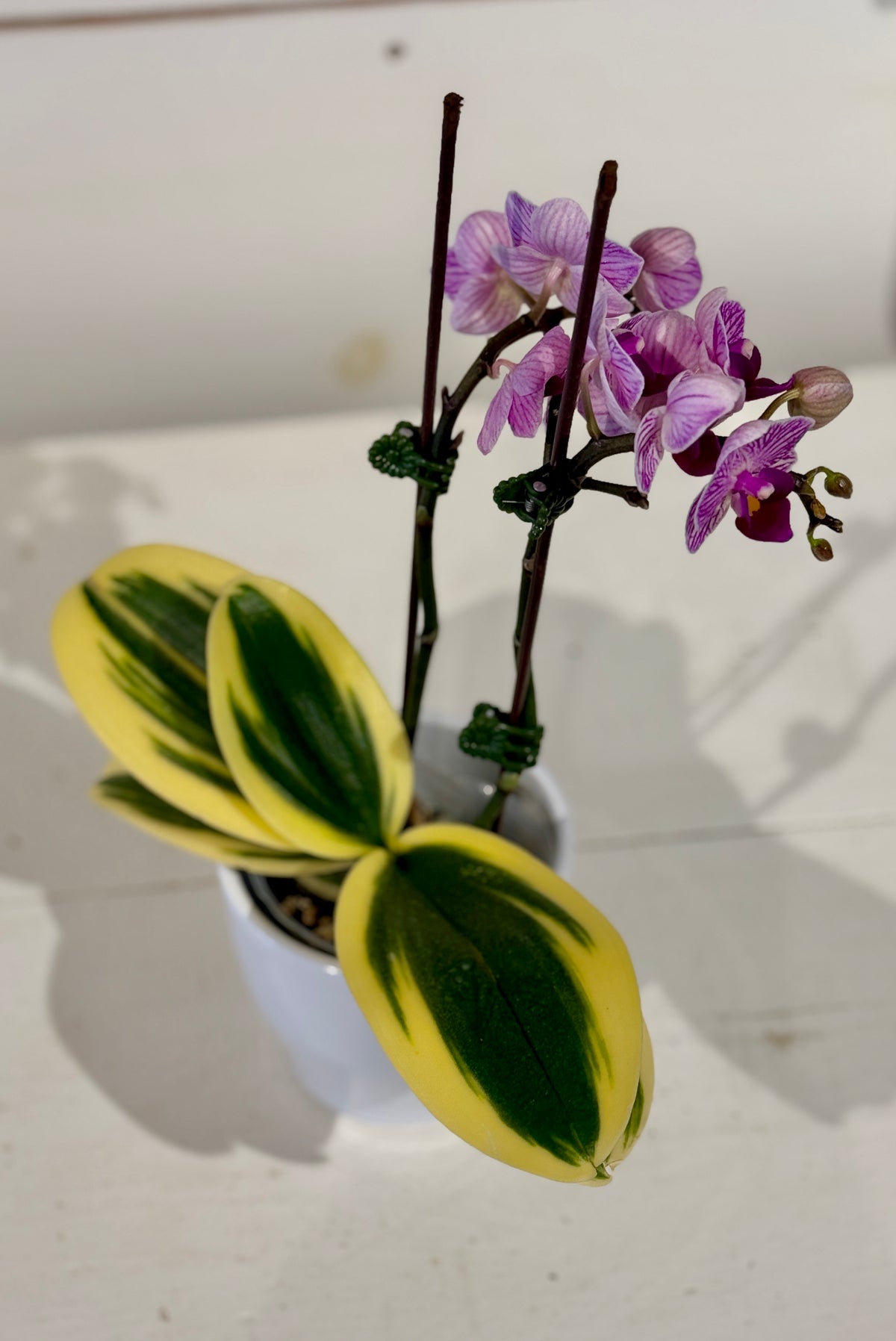 Mini Variegated Orchid