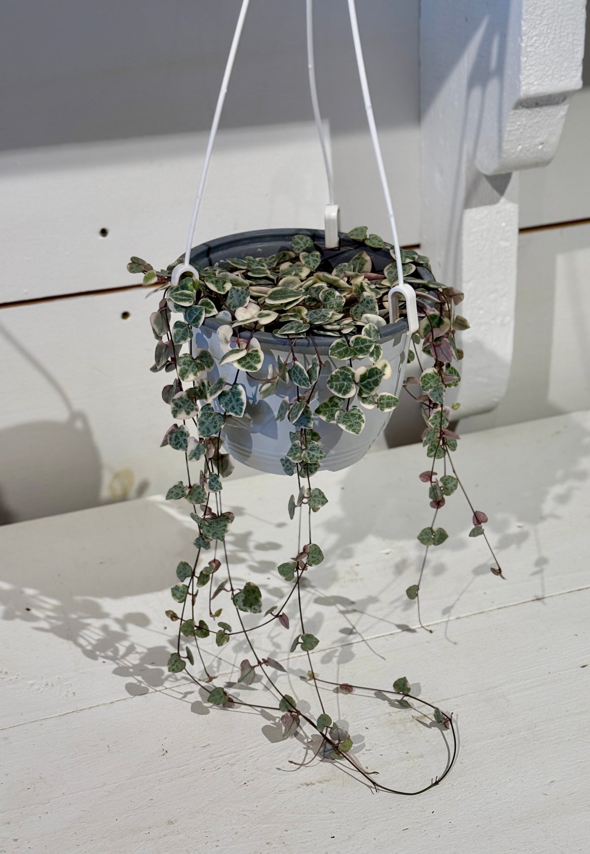 String of Hearts Variegated - 6&quot; Hanging Basket