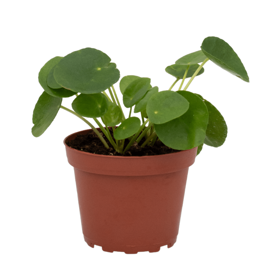 Pilea Peperomioides - 5"