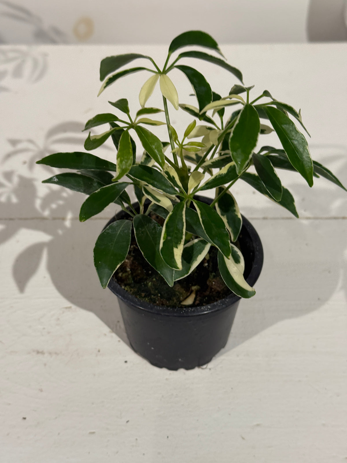 Mini Variegated Umbrella Tree