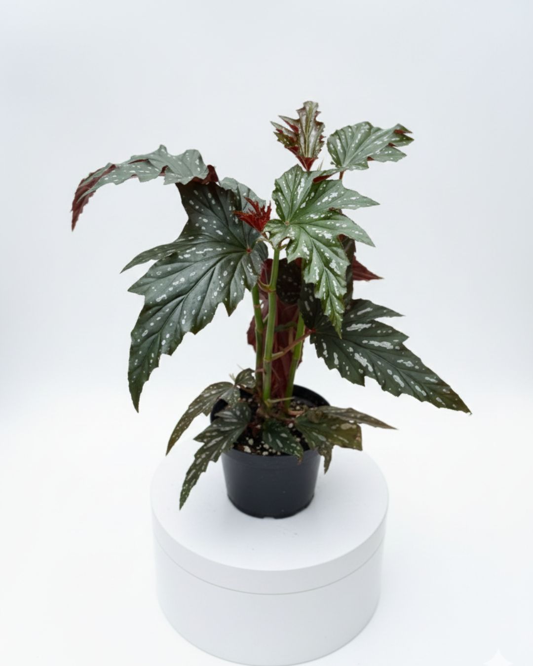 Silver Mist Begonia