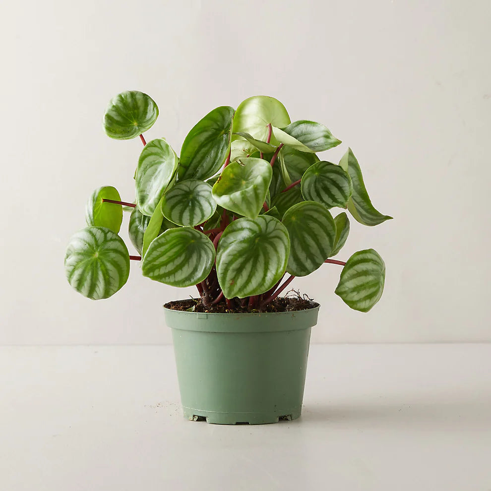 Watermelon Peperomia
