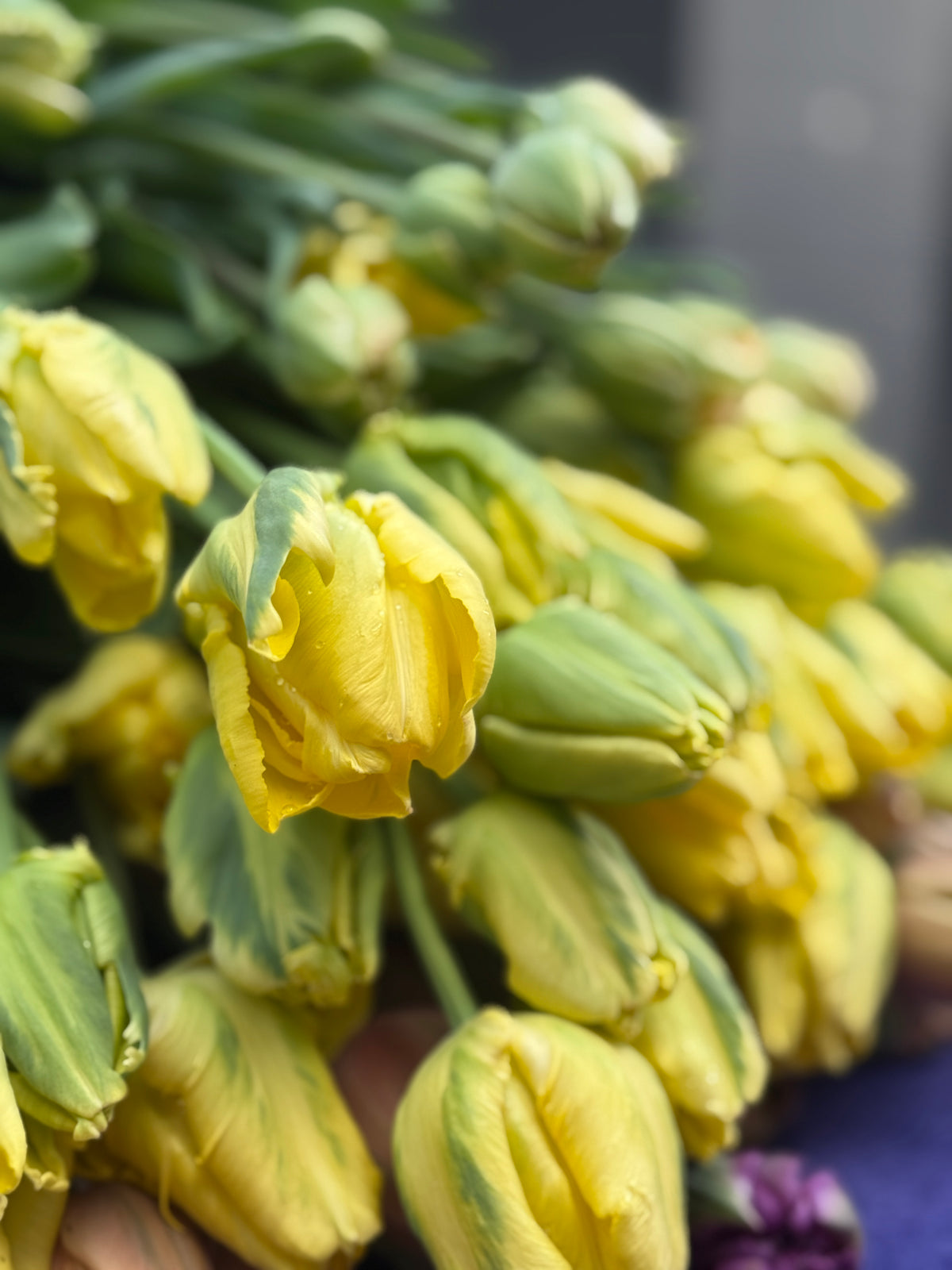 "Mostly" Tulips Subscription