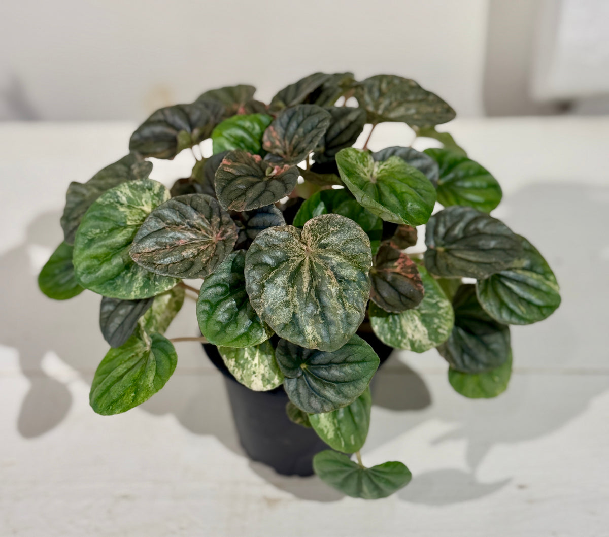 Peperomia Ripple Variegata