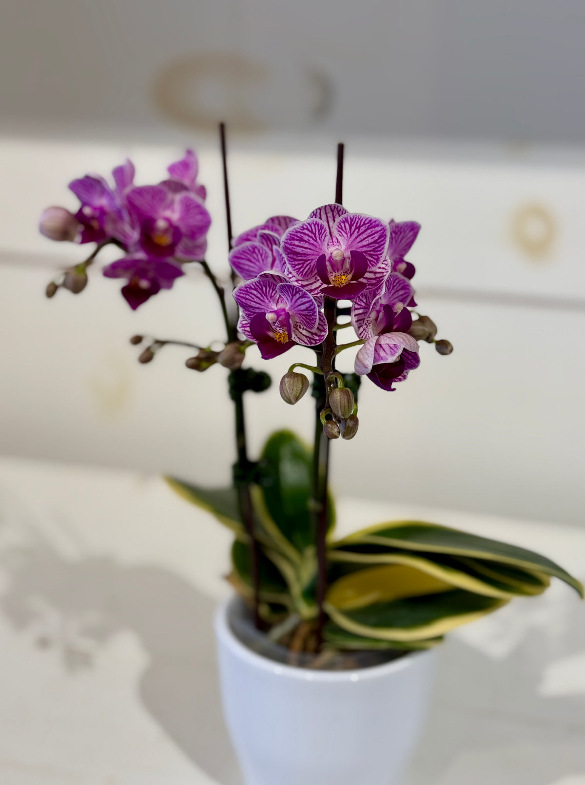 Mini Variegated Orchid