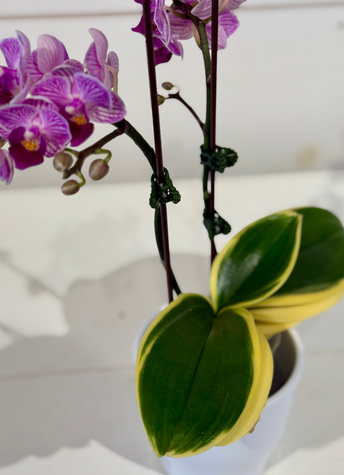 Mini Variegated Orchid