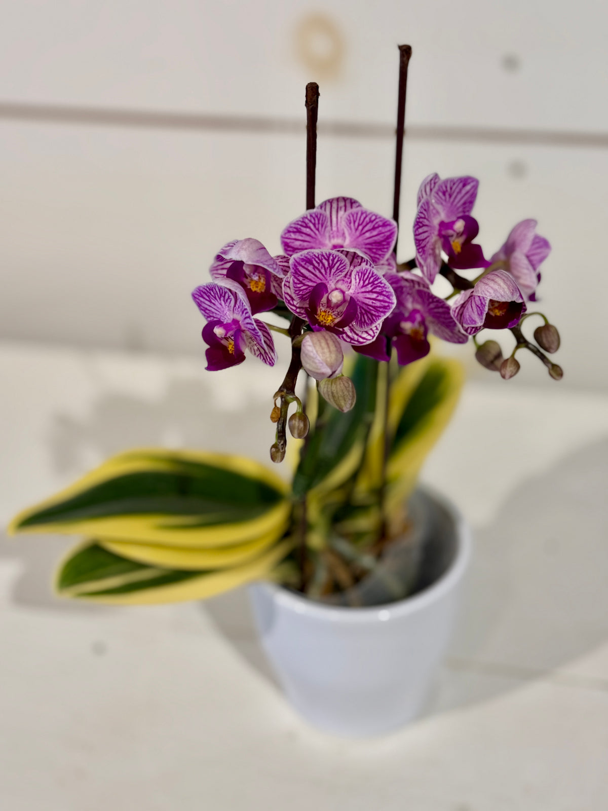 Mini Variegated Orchid