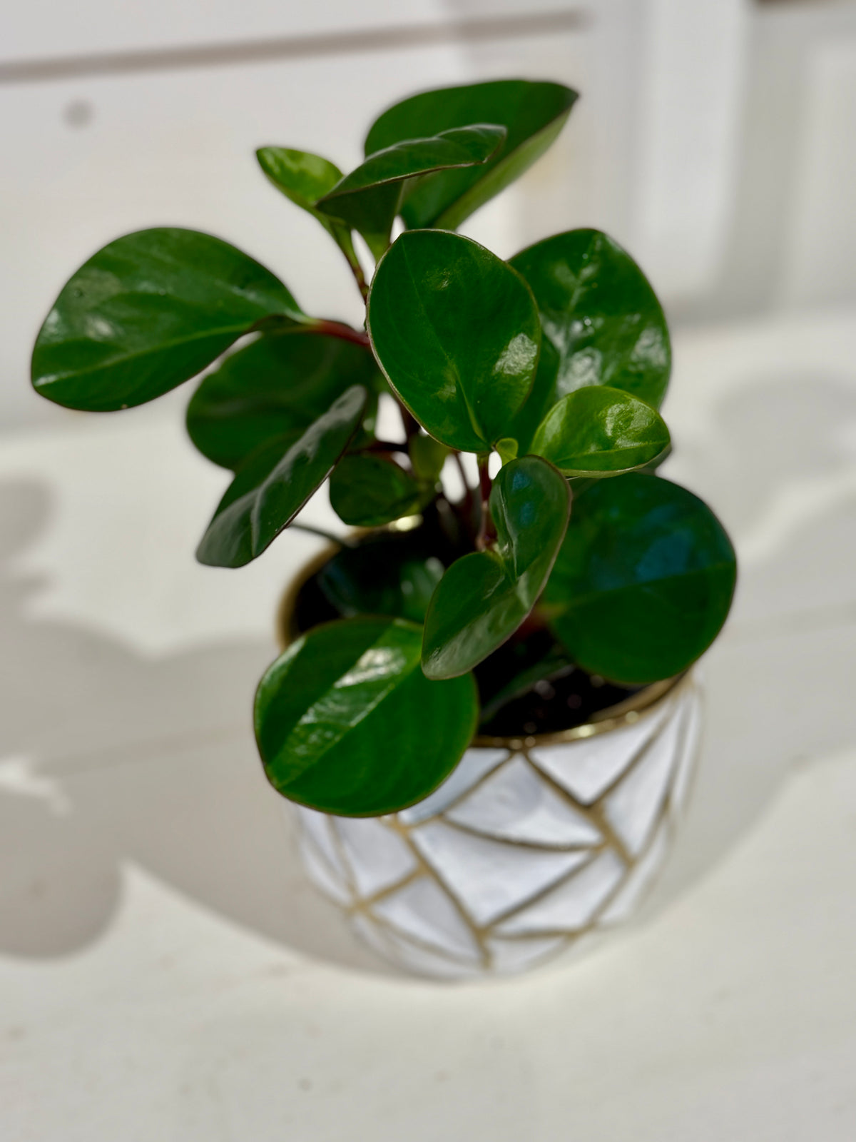 Assorted Peperomia 4&quot; in Gold and White Pot