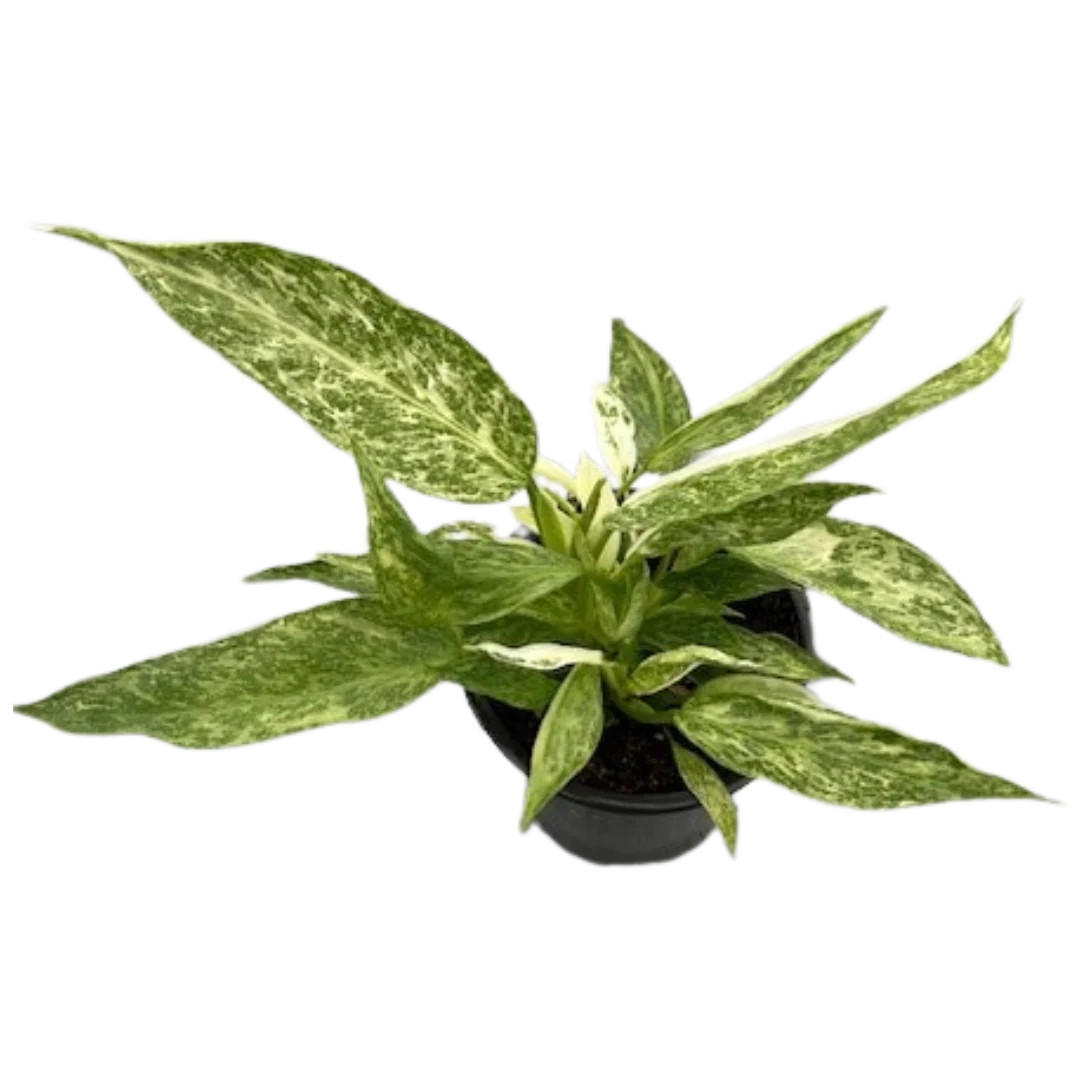 Philodendron Jose Bueno