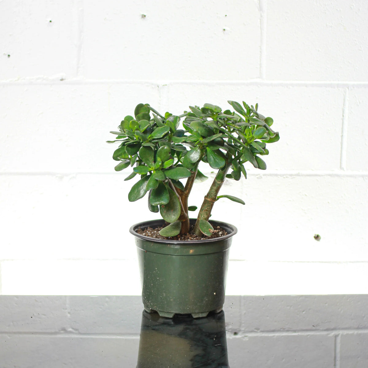Jade Plant - 8&quot;