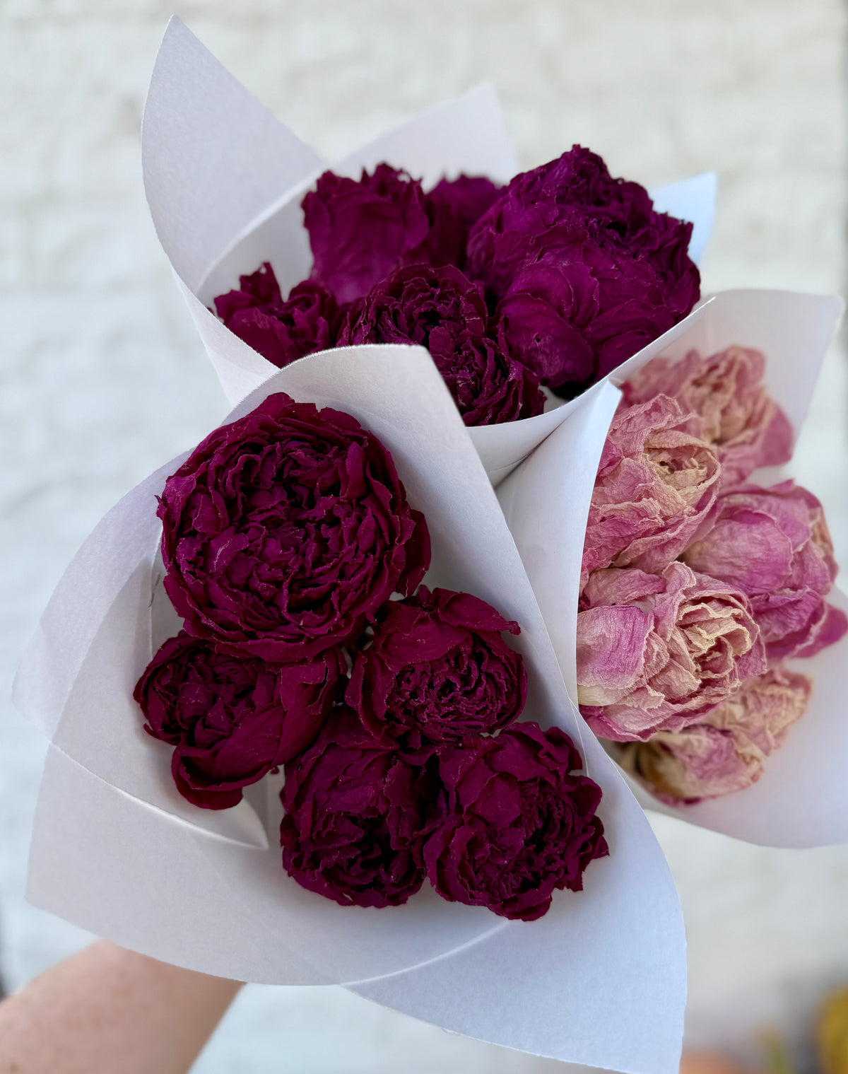 Dried Peonies