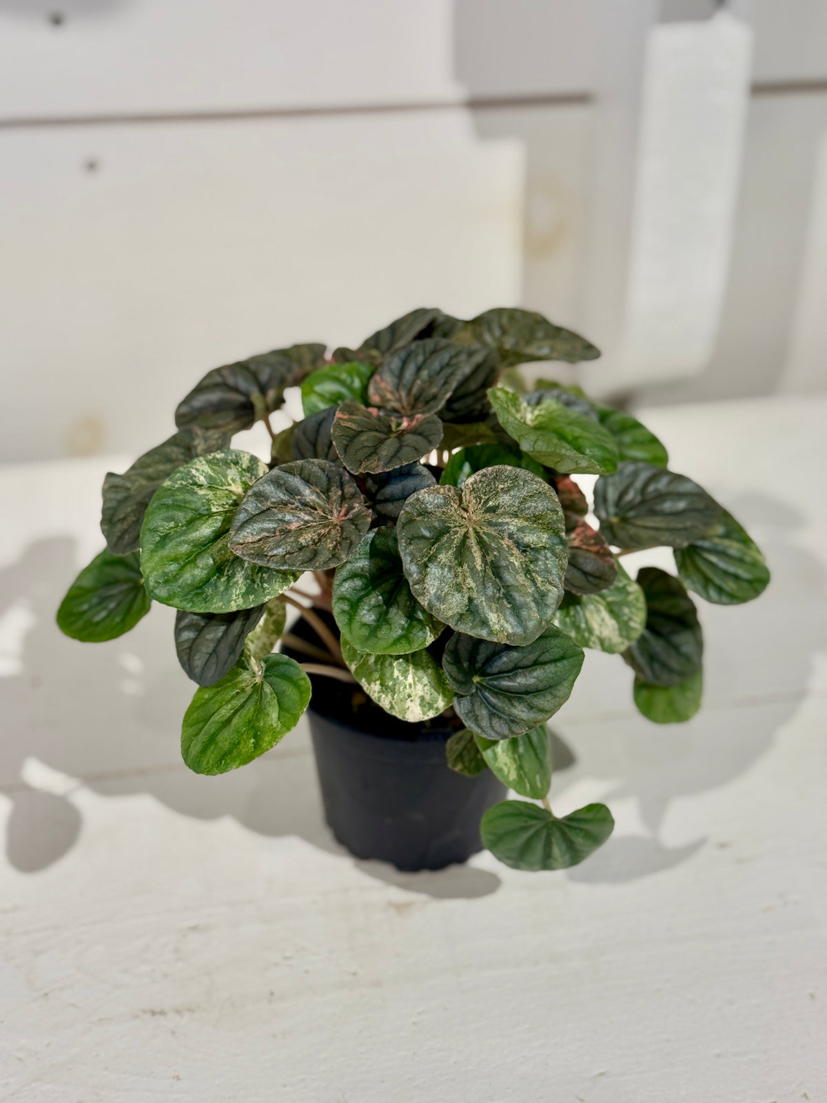 Peperomia Ripple Variegata