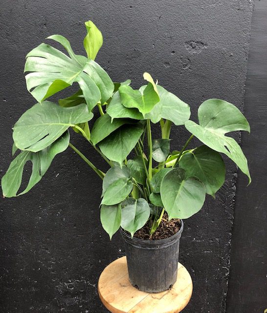 Monstera Deliciosa 