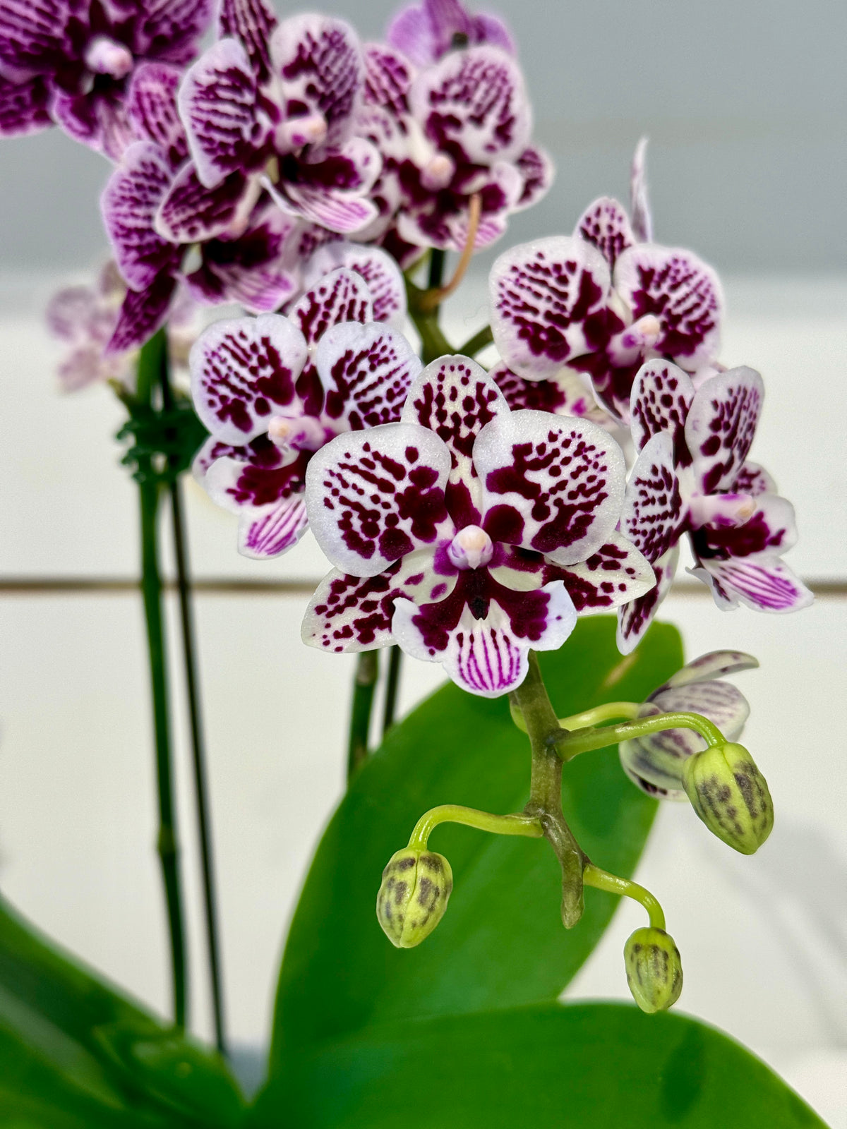 Mini Orchid