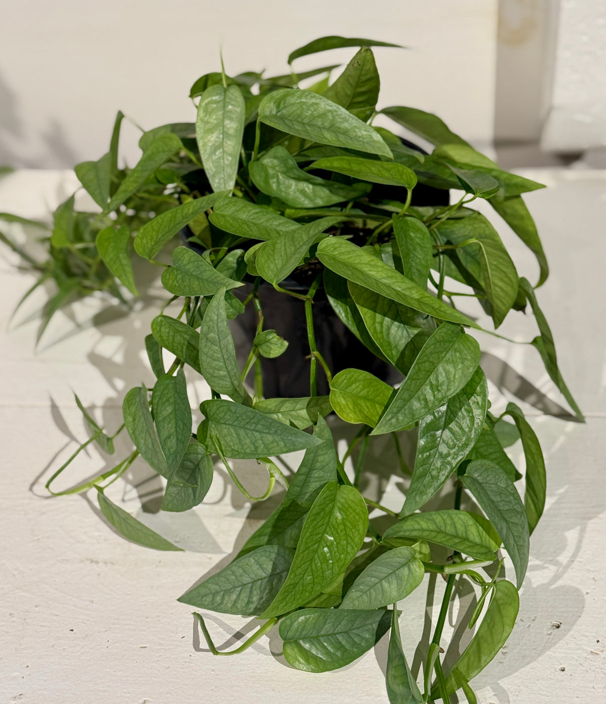 Pothos Cebu Blue - 6&quot;