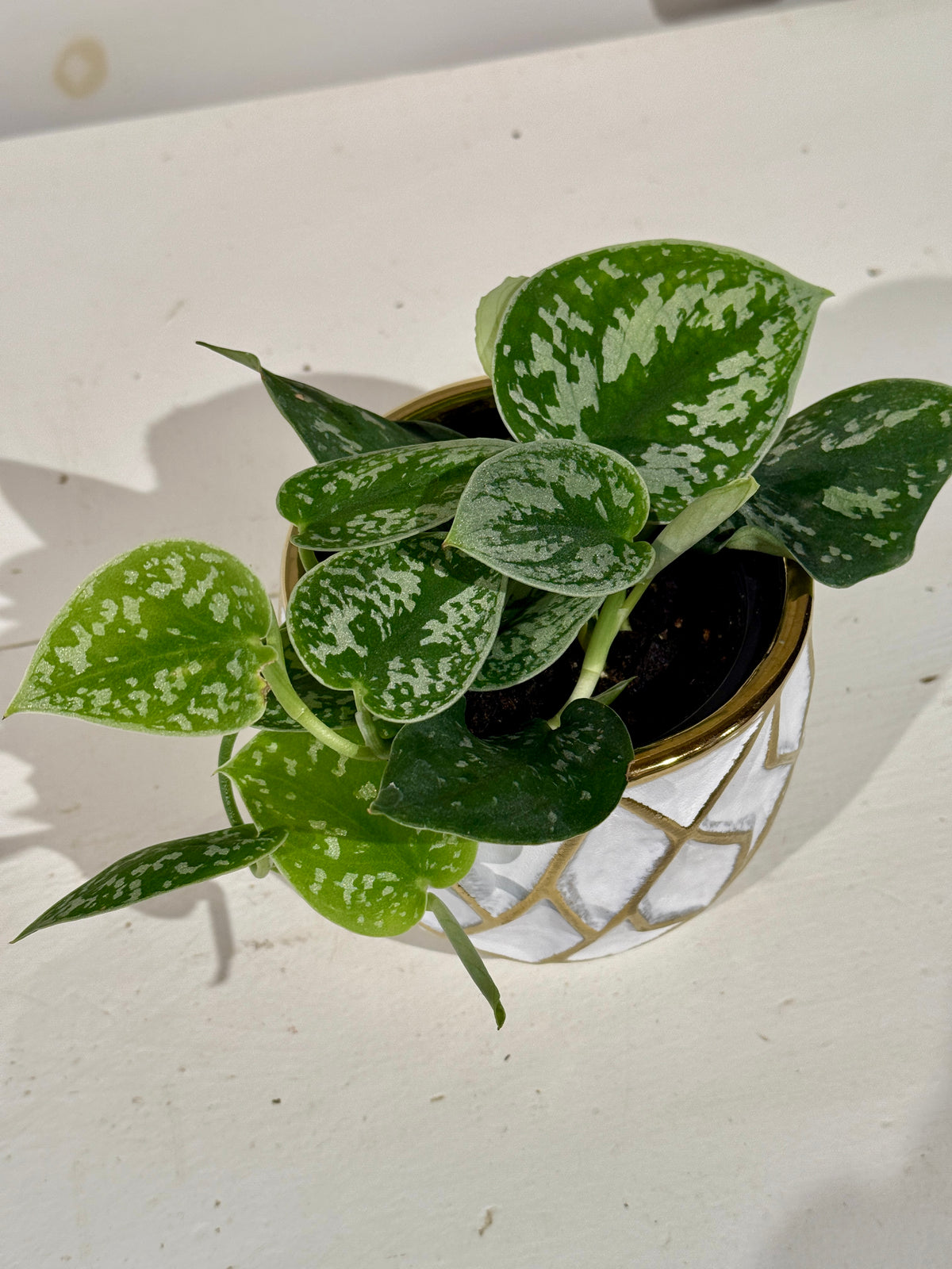 Satin Pothos 4&quot; in Gold and White Pot