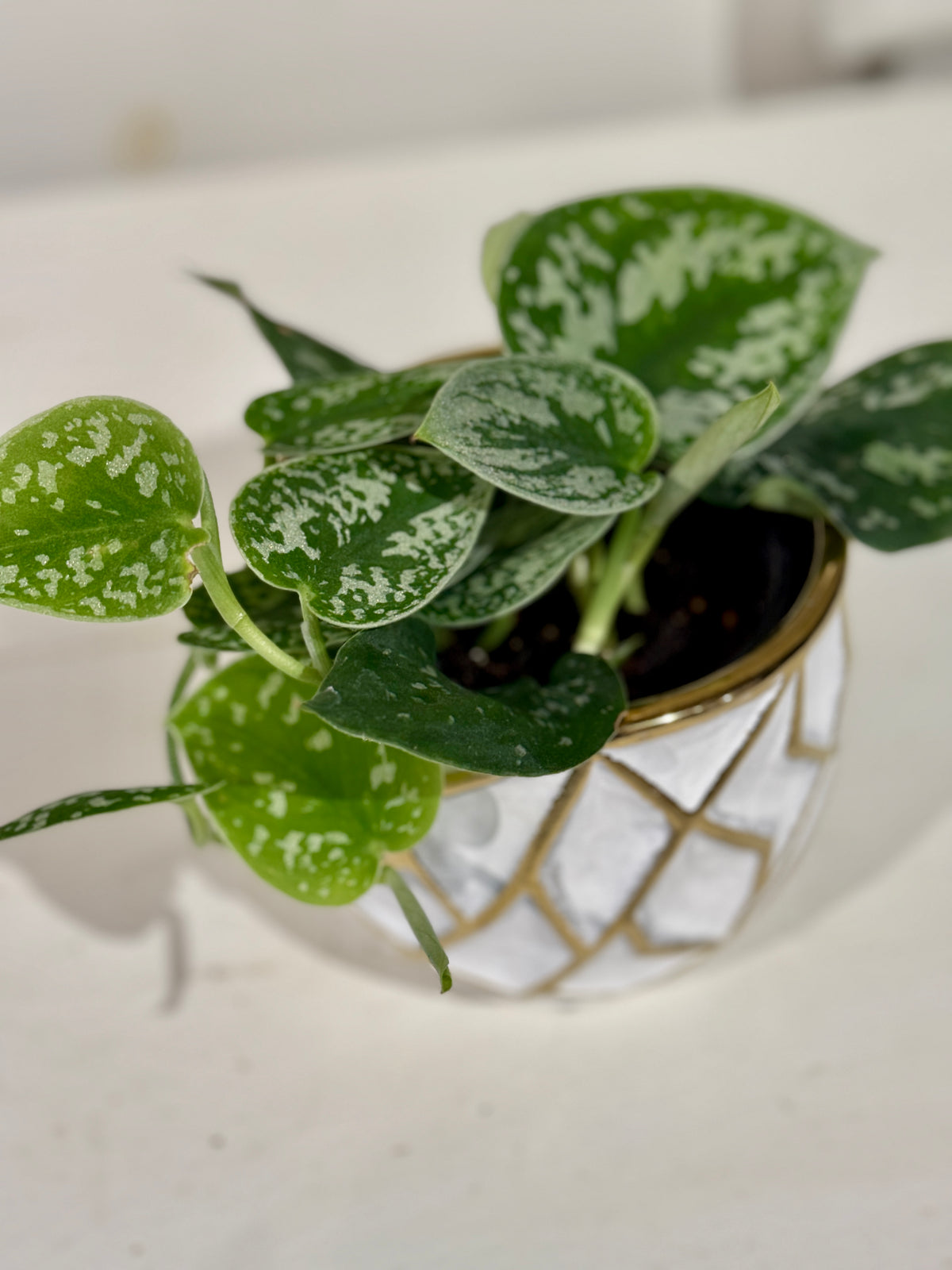 Satin Pothos 4&quot; in Gold and White Pot