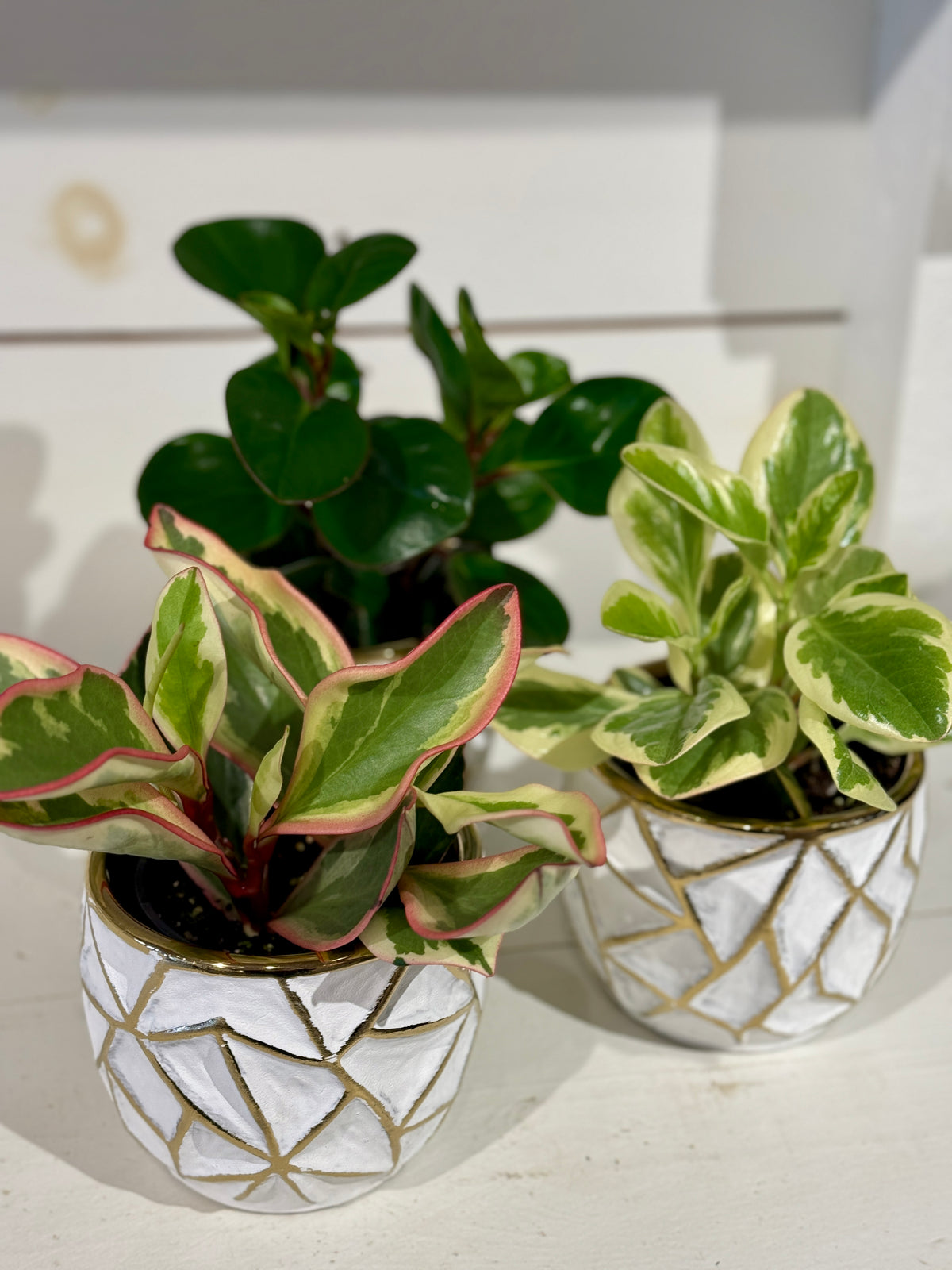 Assorted Peperomia 4&quot; in Gold and White Pot