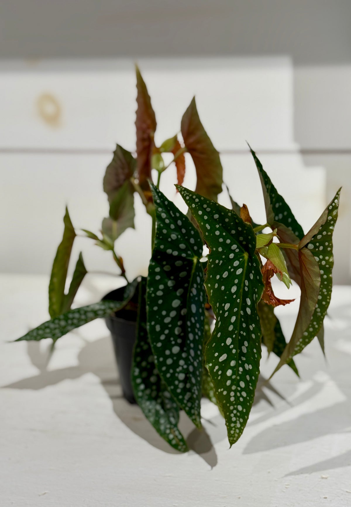 Begonia Maculata 4&quot;