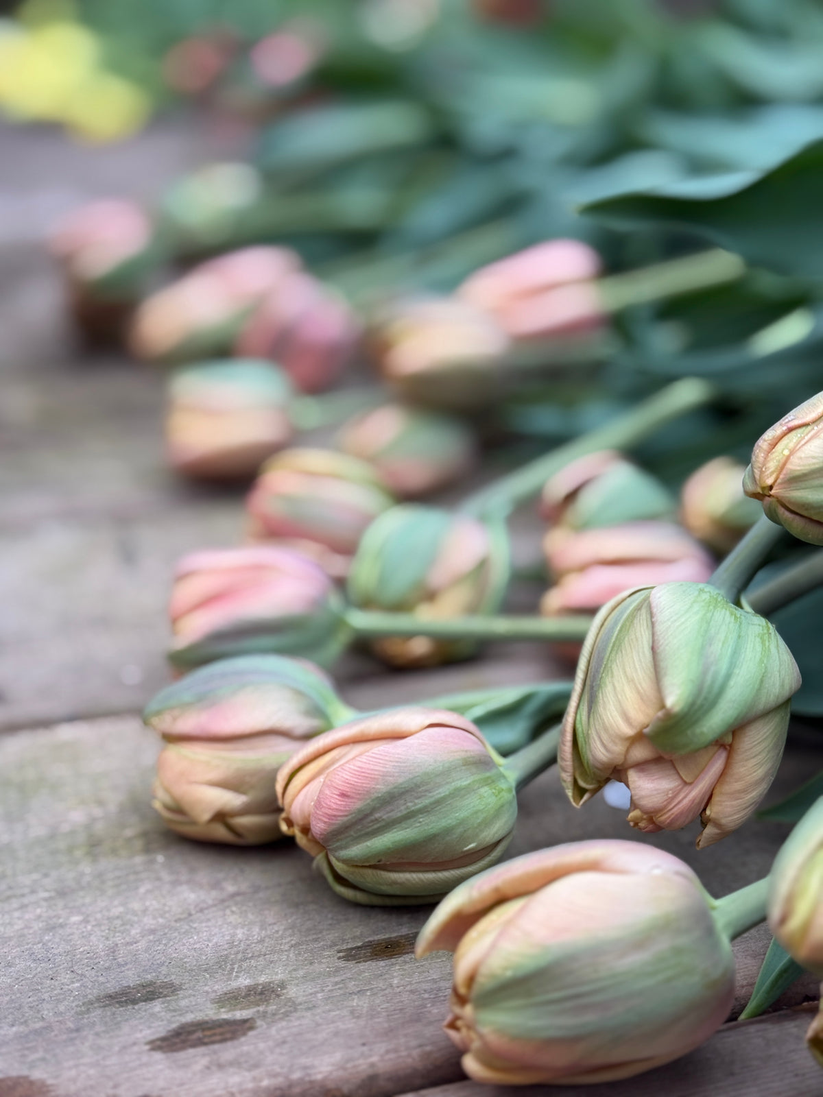 "Mostly" Tulips Subscription