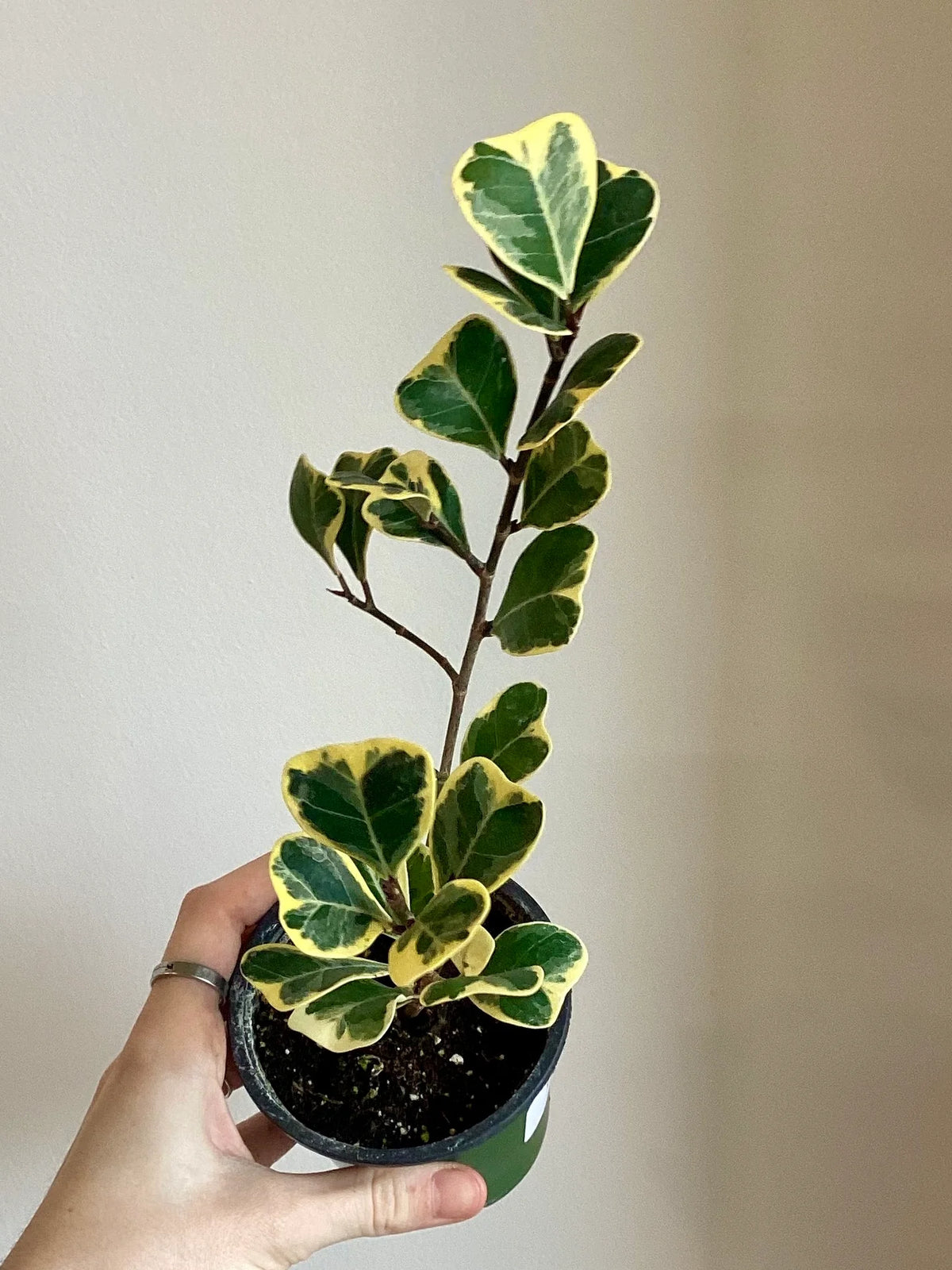 Ficus Triangularis Variegata