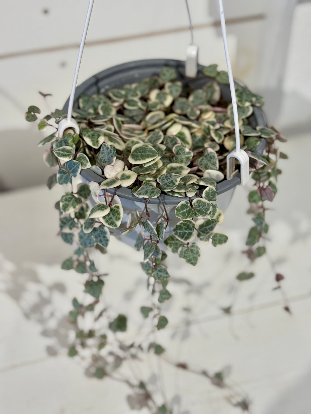 String of Hearts Variegated - 6&quot; Hanging Basket