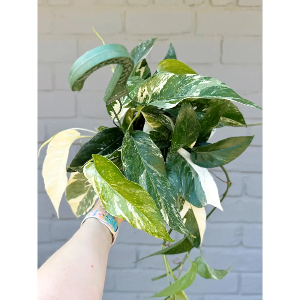 Epipremnum Pinnatum Variegata