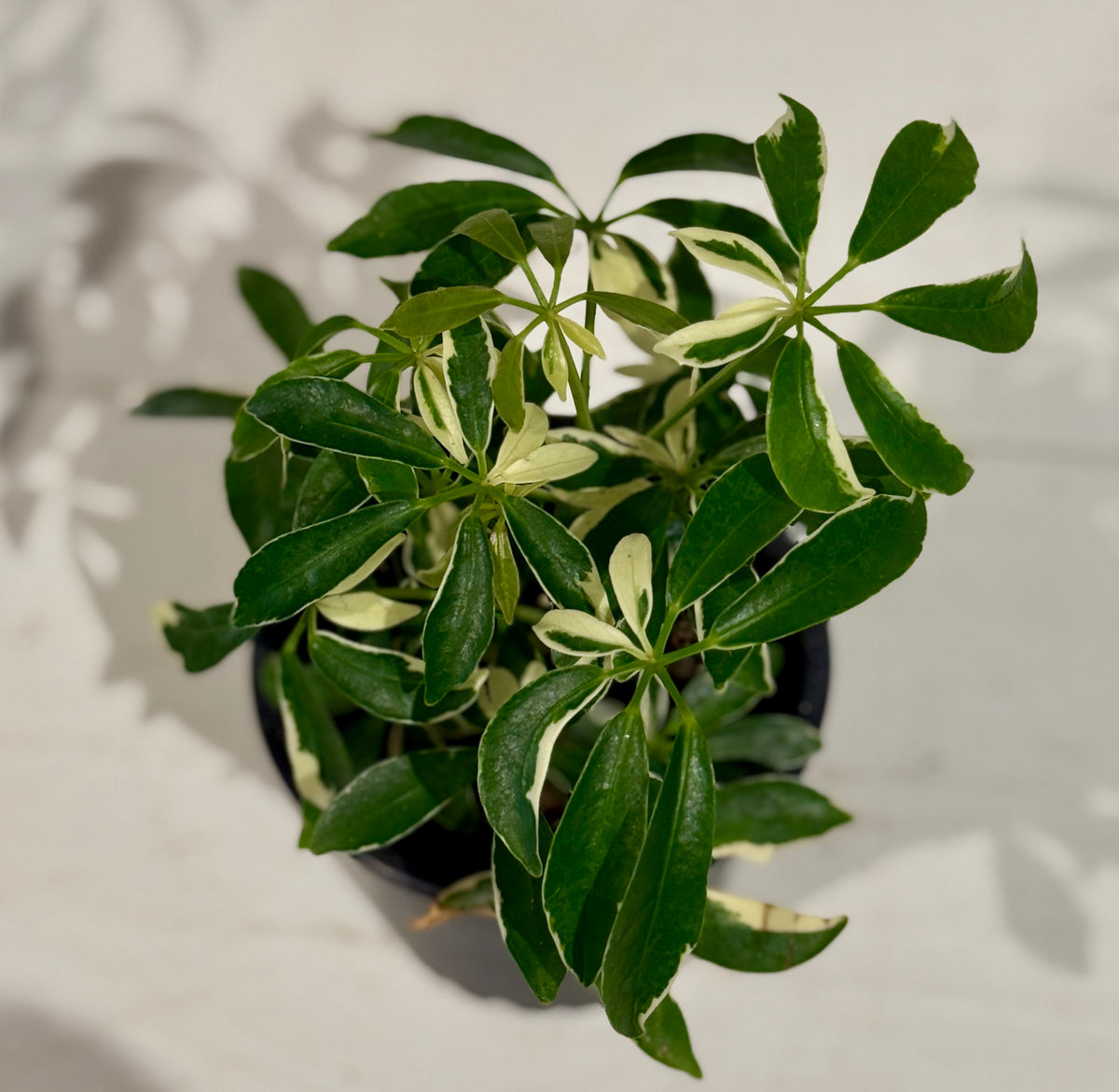 Mini Variegated Umbrella Tree