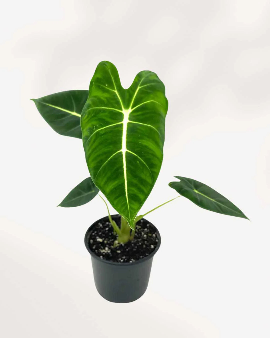 Alocasia Frydek