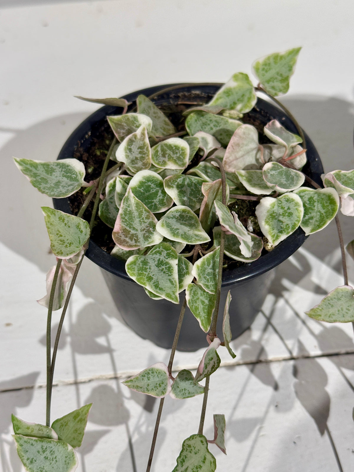 String of Arrows Variegated - 3.5&quot;