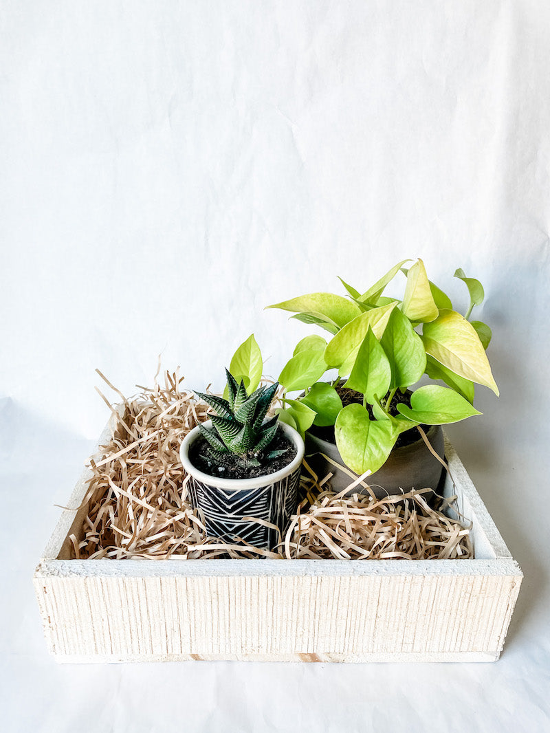 house plant gift box Build Your Own Gift Box