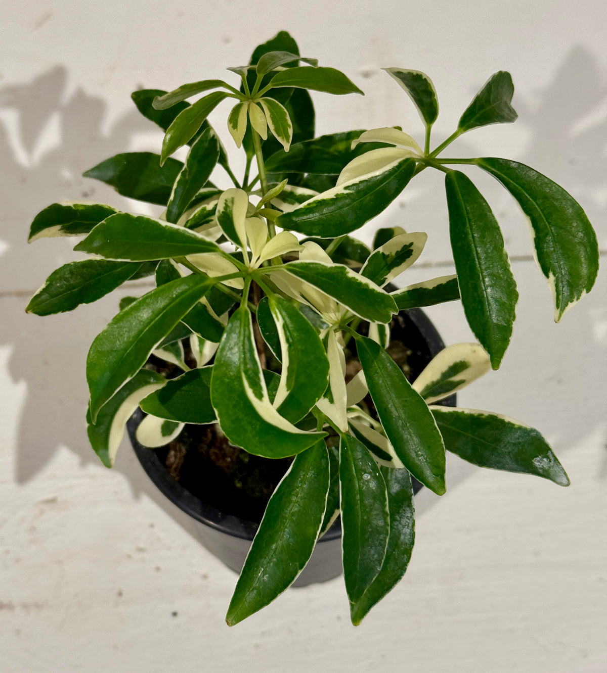 Mini Variegated Umbrella Tree