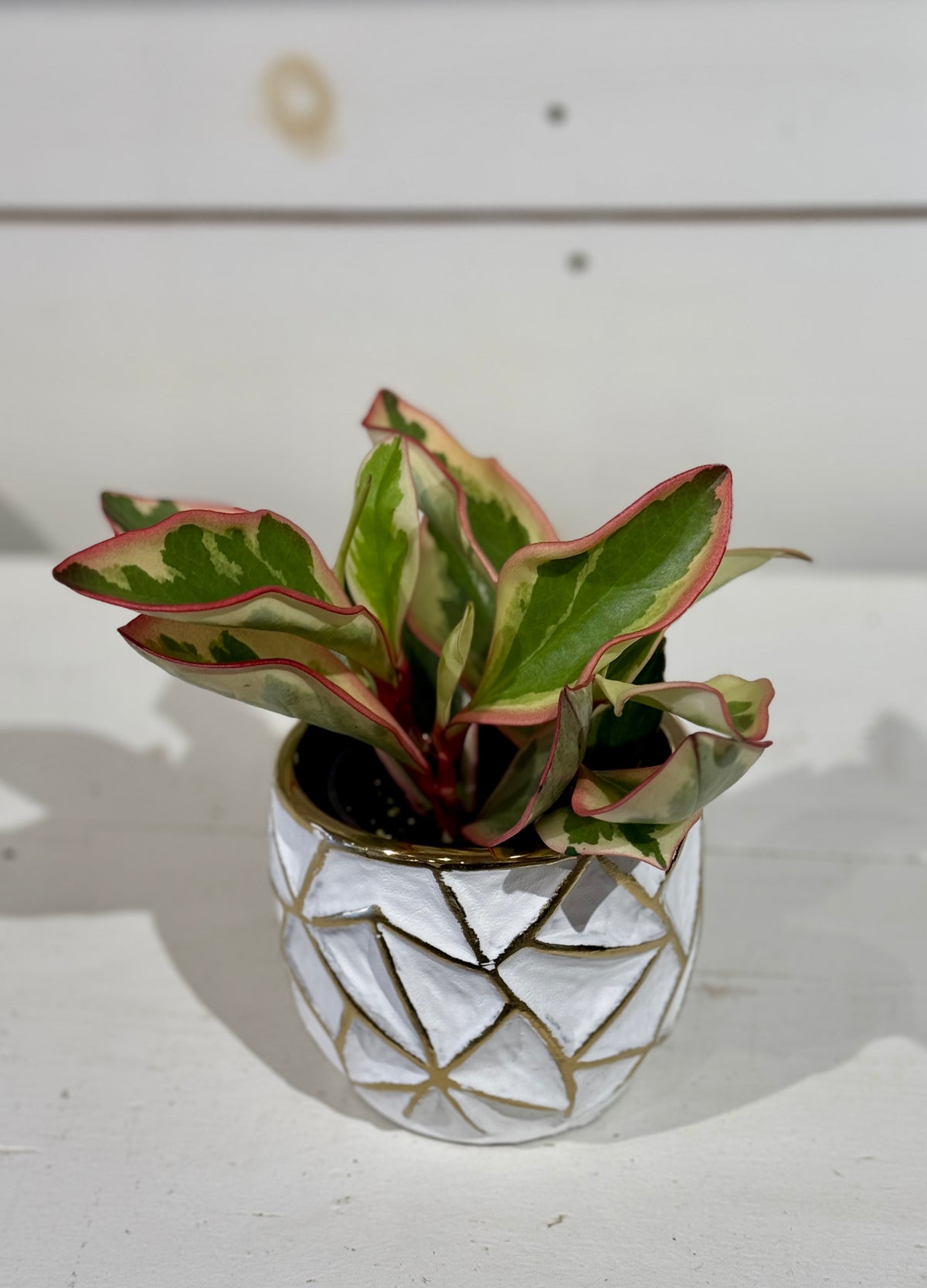 Assorted Peperomia 4&quot; in Gold and White Pot